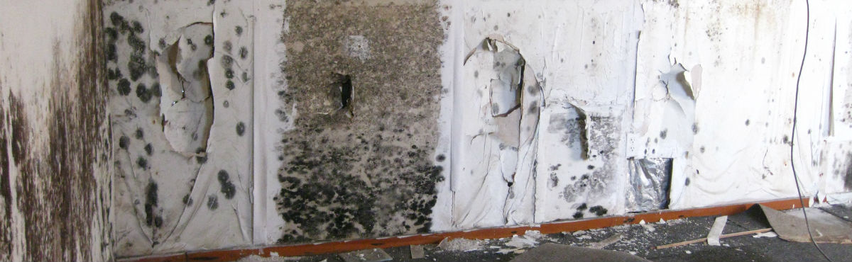 Skimmelsvamp på væggene, hvilket bør forebygges
